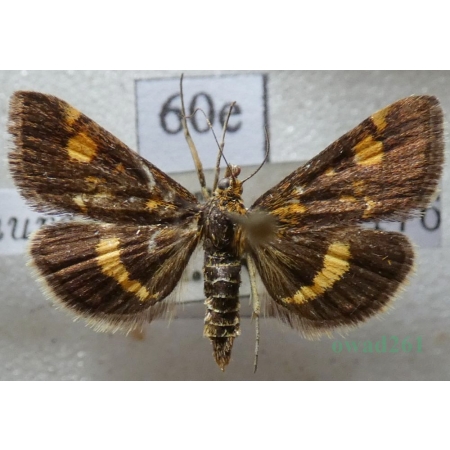 Pyrausta aurata (Scopoli, 1763) Omacnica złotowianka Czech60e